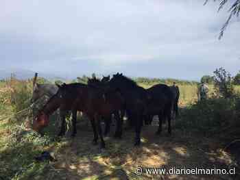 En Chimbarongo recuperan doscientos caballos robados — El Marino - El Marino