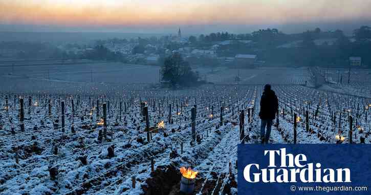 French winemakers count cost of ‘worst frost in decades’