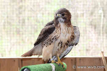 WNY Raptor and Wildlife Care fundraising for new build