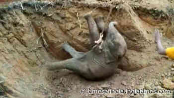 Elephant calf rescued from well in Odisha