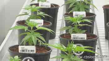 Medical Marijuana Could Become More Widely Available In Texas - CBS Dallas / Fort Worth