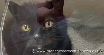 Cat flung from moving car in Bolton in 'horrific' act of cruelty - Manchester Evening News