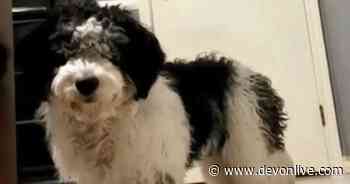 Dog left looking like 'Bruno Mars' after trip to groomers - Devon Live