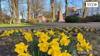 Parchim : Tausende Frühblüher sorgen für bunte Farbtupfer | svz.de - svz – Schweriner Volkszeitung