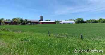 Migrant farm worker airport COVID-19 vaccine pilot begins in Toronto - Global News