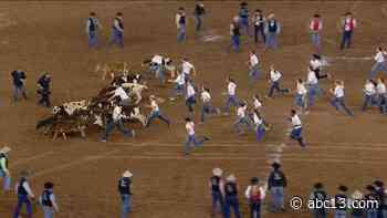 Houston Livestock Show and Rodeo: Fan-favorite calf scramble livestreamed in April - KTRK-TV