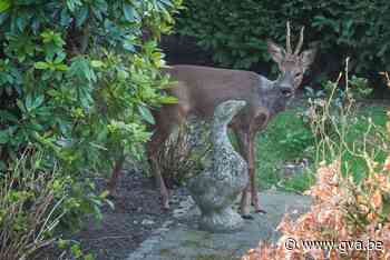 Ree duikt op in Molse stadstuin (Mol) - Gazet van Antwerpen Mobile - Gazet van Antwerpen