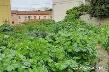 Sassari, tra erba alta e incuria, il Monte Rosello si sente abbandonato - Sassari Oggi
