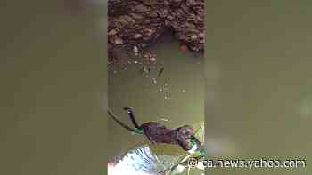 Forest officials rescue leopard from 30-feet-deep well in southern India - Yahoo News Canada