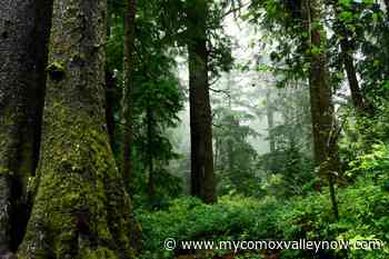 Forest March BC: Comox Valley, Campbell River to rally for old-growth forests tomorrow - My Comox Valley Now