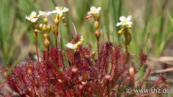 „Am Sonnentau“: Warum eine Straße in Tornesch nach einer fleischfressenden Pflanze benannt wird | shz.de - shz.de