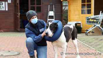 Hündin „Tante Elli“ ist „neues Sorgenkind“ im Sulinger Tierheim Lindern - kreiszeitung.de