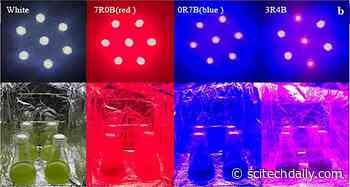 Colored LED Lighting Enhances Growth, Biosynthesis of Microalgae for Next-Generation Biofuel