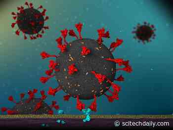 Newly Discovered Virus-Cell Interaction May Explain COVID-19’s High Infection Rate