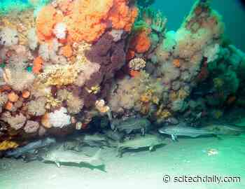 Overfishing of Atlantic Cod Likely Did Not Cause Genetic Changes – Hope for Recovery