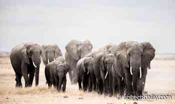 African Elephants Have Plenty of Habitat if Spared From the Ivory Trade