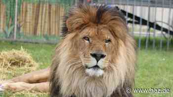 Berühmter Löwen-Opa Kasanga gestorben: Trauer beim Circus Krone