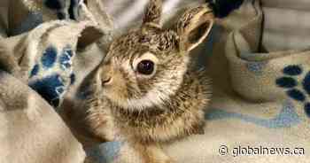 Salthaven West wildlife rehab experiencing busy season during Sask. spring
