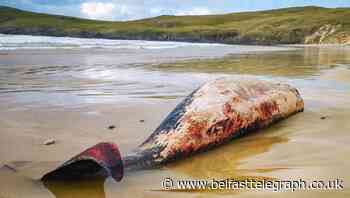 Shock as three whales washed up on Donegal beach