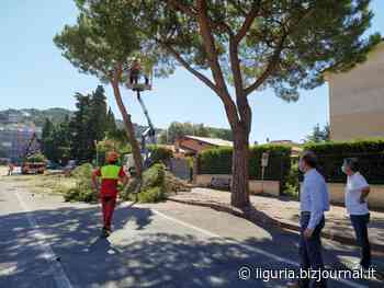 Andora, al via il taglio di alberi su tutto il territorio comunale | Liguria Business Journal - Bizjournal.it - Liguria