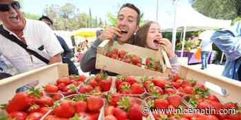 Protocole sanitaire strict, stands alimentaires... La fête des fraises de Carros s'adapte pour son édition 2021 - Nice-Matin