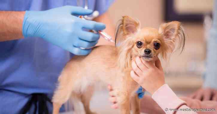 COVID Vaccine for Pets Announced: Works on Cats, Dogs and Many Other Animals