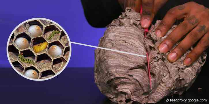 What's inside a wasp's nest?