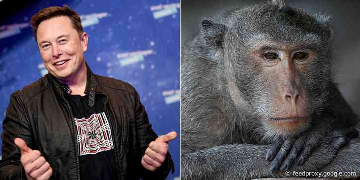 Elon Musk's Neuralink scientists are not the first to get a monkey to control a computer with its mind