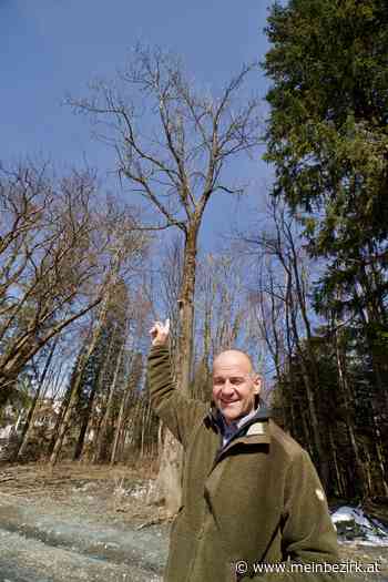 Semmering: Die Eschen sterben weg - Neunkirchen - meinbezirk.at