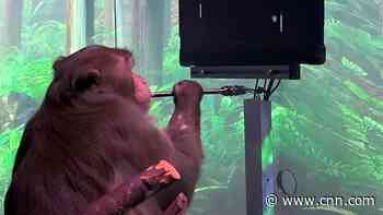 Elon Musk's company says this monkey is playing Pong with his mind