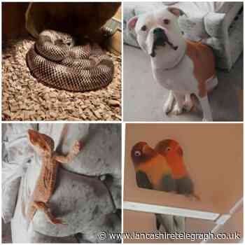 Our readers photos of their prize animals for International Pets Day