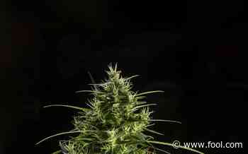 A Cannabis Pro Tells Us Her Hopes for the Medical Marijuana Industry - Motley Fool