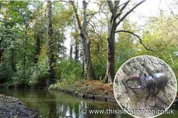 ‘Scarce’ Stag Beetles thrive in Crane Park Island