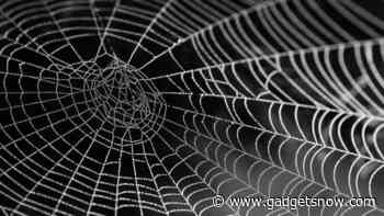 MIT scientists use spider webs to create music