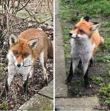 NHS trust humanely deters fox from Queen Elizabeth Hospital