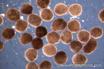 Meet the Xenobots: Living, biological machines that could revolutionize robotics