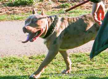 Police appeal after 'serious' Bushy Park dog attack