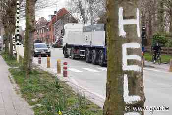 Platanen in Matenstraat krijsen om hulp (Niel) - Gazet van Antwerpen Mobile - Gazet van Antwerpen