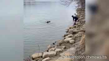 WATCH: Saskatoon runner rescues boy struggling in river
