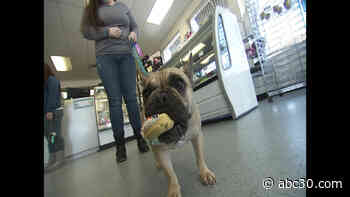 K-9 Kakes serves up all-natural treats for the pampered pup