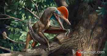 Scientists find ancient flying 'Monkeydactyl' with oldest opposed thumb     - CNET