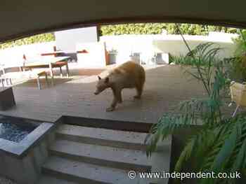 Small terriers chase giant bear out of family home
