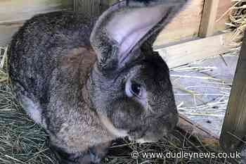 'World's biggest rabbit' stolen from home in Worcestershire - Dudley News