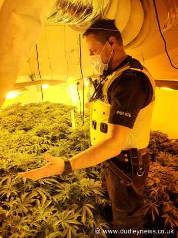 Over 100 cannabis plants seized in Dudley | Dudley - Dudley News