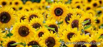 Russia Escalates War on Food Inflation With New Oilseed Export Tax - Gro Intelligence