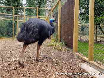 World's most dangerous bird species returns to Dudley Zoo and Castle - Dudley News