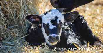 Neogen &amp; BEEF celebrate calving season
