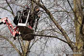 Natuurpunt wil meer maretakken en daar worden grote middelen voor ingezet - Het Nieuwsblad