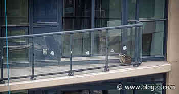 A baby raccoon is trapped on a Toronto condo balcony 20 storeys up - blogTO