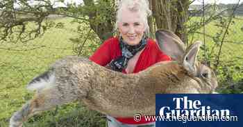 ‘World’s biggest rabbit’ stolen from home in Worcestershire